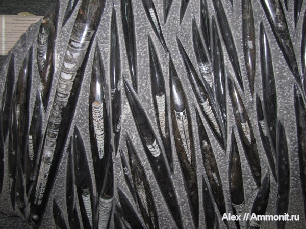 ортоцерасы, девон, Марокко, Devonian, палеоарт, ГГМ РАН, Geisonoceras, Orthocerida, Geisonoceratidae