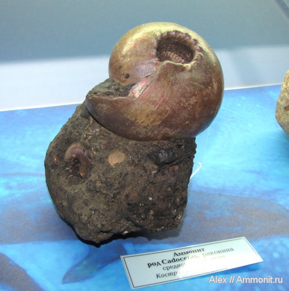 аммониты, юра, макроконхи, келловей, Cadoceras, Cadoceratinae, Cardioceratidae, Cadoceras stupachenkoi, Ammonites, ГГМ РАН, Macroconchs, Callovian, Jurassic, Middle Jurassic