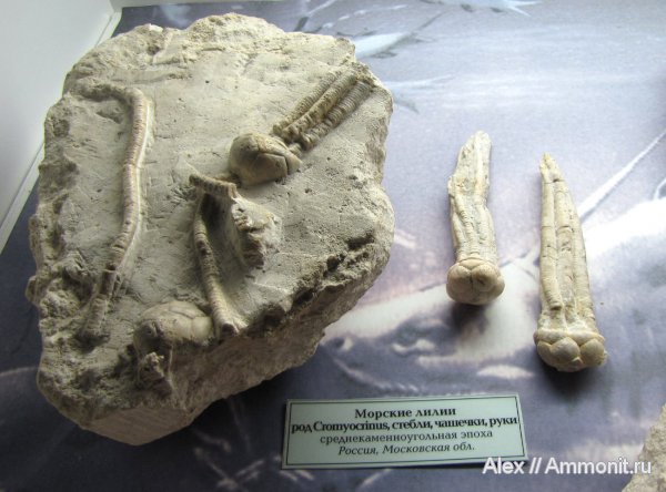 морские лилии, карбон, криноидеи, Cromyocrinus, ГГМ РАН, Cromyocrinidae