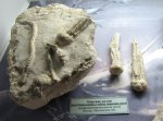 Морские лилии Cromyocrinus