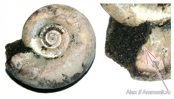 аммониты, юра, микроконхи, Kachpurites, волжский ярус, Мневники, Kachpurites fulgens, устье, Ammonites, black band, Microconchs, Volgian, Jurassic