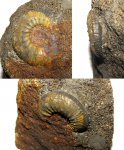 Микроконх Gulielmiceras cf. anterior