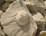 Шаровидная губка