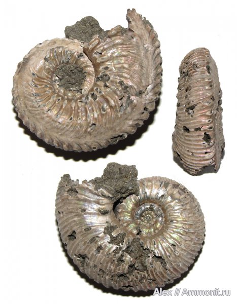 аммониты, юра, Kosmoceras, келловей, прижизненные повреждения, Kosmoceratidae, Ammonites, ammonoid sublethal injuries, Callovian, Jurassic, Middle Jurassic