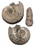 Kosmoceras sp. с огромным шрамом
