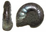 Тонкий ребристый Kachpurites fulgens