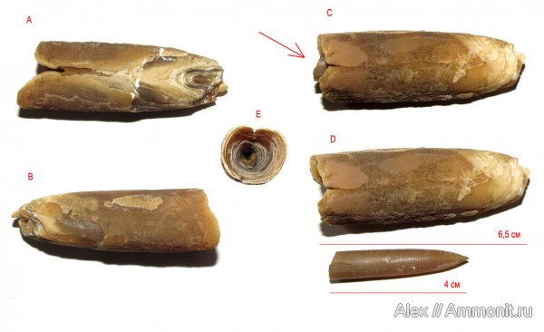 белемниты, юра, волжский ярус, Мневники, ?, зона Kachpurites fulgens, Volgian, Jurassic, belemnites