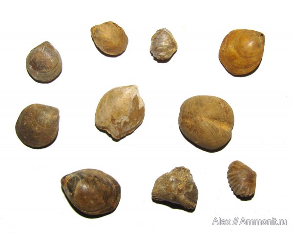 брахиоподы, морские ежи, юра, келловей, Никитино, Zeilleria, Nucleolites, Terebratulida, Callovian, Jurassic, Middle Jurassic