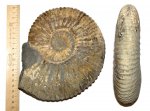 Большой Acanthohoplites