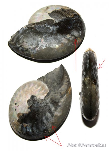 аммониты, мел, Aconeceras, Aconeceras trautscholdi, Ammonites, muscle scars, отпечатки мускулов, Sinzovia, Aptian, Cretaceous
