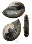 Aconeceras trautscholdi с отпечатками мускулов