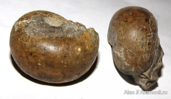 аммониты, пермь, Казахстан, Waagenina, Goniatitida, Ammonites, Waagenina subinterrupta, Vidrioceratidae, Permian