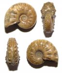 Маленькая Schloenbachia