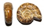Мадагаскарский аммонит Eogaudryceras (Eotetragonites) umbilicostriatus