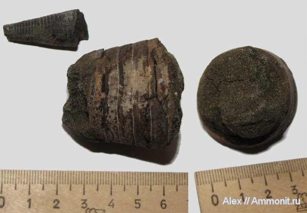 юра, волжский ярус, фрагмоконы, Мневники, Volgian, Jurassic, phragmocones