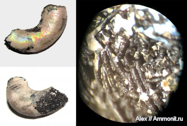 аммониты, юра, губки, Kachpurites, волжский ярус, Ammonites, Volgian, Jurassic