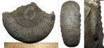 Dorsoplanites serus в молодости и старости
