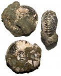 Cadoceras sp.