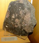 Отпечатки Amoeboceras ilovaiskii