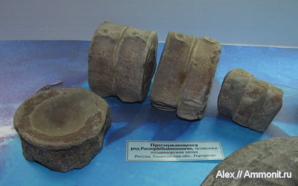 ихтиозавры, Paraophthalmosaurus, ГГМ РАН