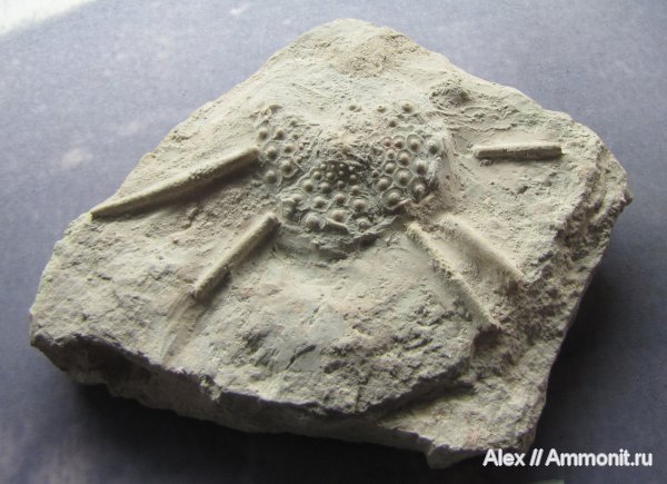 морские ежи, карбон, Archaeocidaris, ГГМ РАН