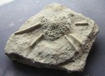 Морской еж Archaeocidaris