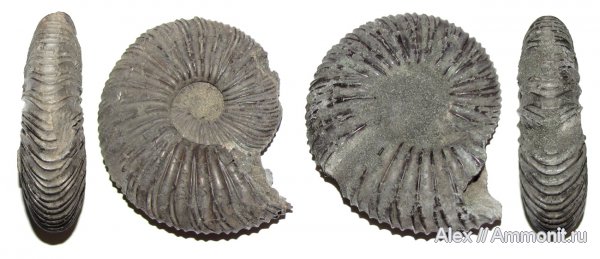 аммониты, юра, Virgatites, волжский ярус, Еганово, Virgatites virgatus, Ammonites, Virgatites sosia, Virgatitidae, Volgian, Jurassic