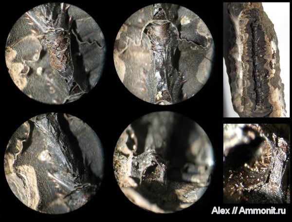 аммониты, юра, Virgatites, Virgatites pallasianus, сифон, Ammonites, мембраны, Jurassic