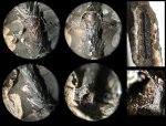 Сифон Virgatites pallasianus