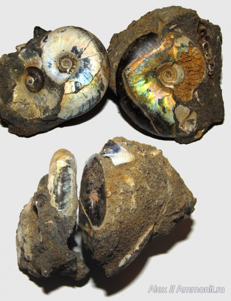 аммониты, юра, Kachpurites, волжский ярус, Garniericeras, Kachpurites subfulgens, Garniericeras interjectum, Ammonites, Garniericeratinae, Volgian, Jurassic
