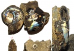 Garniericeras interjectum и Garniericeras catenulatum