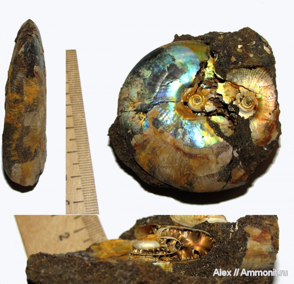аммониты, Garniericeras, Garniericeras interjectum, волжский век, Ammonites, Garniericeratinae, Volgian
