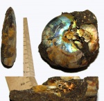 Поперечное сечение Garniericeras cf. interjectum