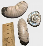 Обломок макроконха Kachpurites fulgens или Subcraspedites