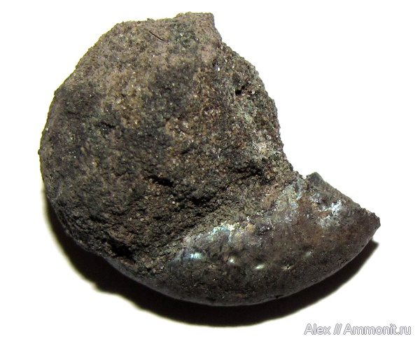 аммониты, юра, Kachpurites, Kachpurites fulgens, прижизненные повреждения, Ammonites, Volgian, Jurassic
