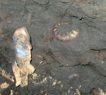 Макроконх Kachpurites fulgens на месте находки