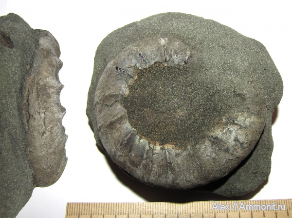 аммониты, юра, Kachpurites, волжский ярус, Kachpurites fulgens, Ammonites, Garniericeratinae, Volgian, Jurassic