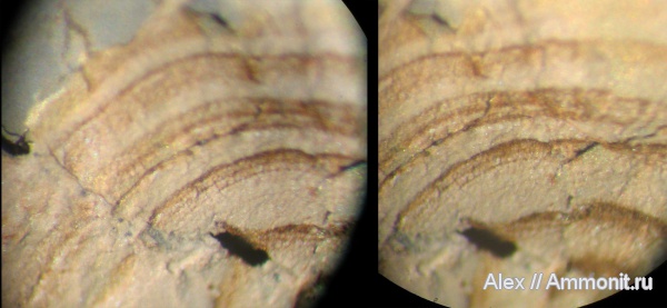 юра, Kachpurites, волжский ярус, Kachpurites fulgens, зона Kachpurites fulgens, Volgian, Jurassic