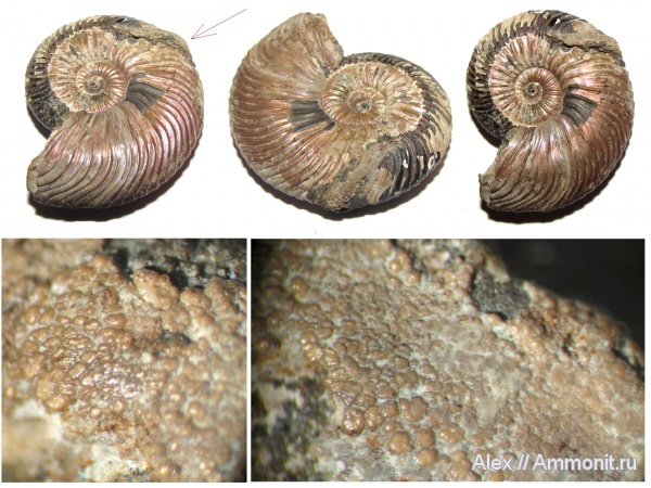 аммониты, микроконхи, келловей, Quenstedtoceras, Cardioceratidae, Ammonites, Wrinkle layer, морщинистый слой, Microconchs, Supracephalic attachment area, Callovian, Middle Jurassic