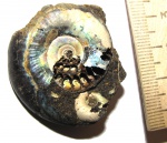 Kachpurites cheremkhensis