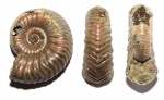 Vertumniceras angulatum