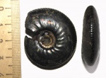 Craspedites nekrassovi