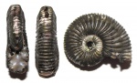 Amoeboceras без киля (forma aegra circumdata)