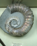 Гетероморфный аммонит Ancyloceras