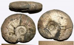 Acanthohoplites trautscholdi