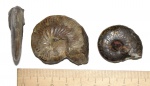 аммониты Leioceras sp.
