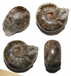 Sphaeroceras sp.