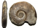 Dorsetensia romani