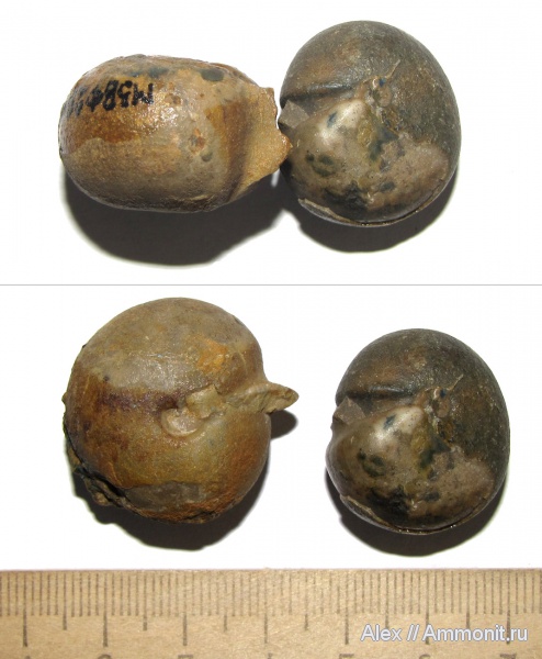 аммониты, девон, музеи, Devonian, Goniatitida, Ammonites, МЗ МГУ, Prolobites depehinus, Prolobites