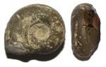Аммонит Cadomites linguiferus